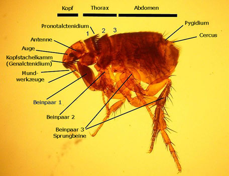 Katzenfloh (Ctenocephalides felis)