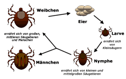 Lebenszyklus von Zecken