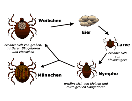 Lebenszyklus von Zecken - Schildzecken (Ixodidae)