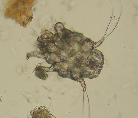 Ohrmilbe - Otodectes cynotis