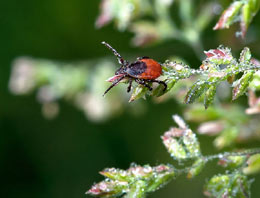 Lauernder Holzbock (Ixodes ricinus)