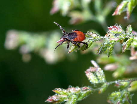 Lauernder Holzbock (Ixodes ricinus)