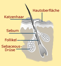 sebaceus-drüse