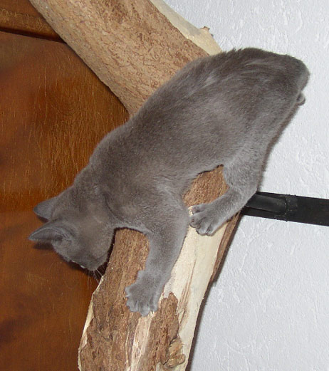 Katze auf dem Kratzbaum