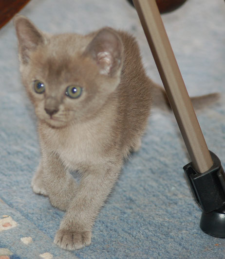 kleines Burmakaterchen