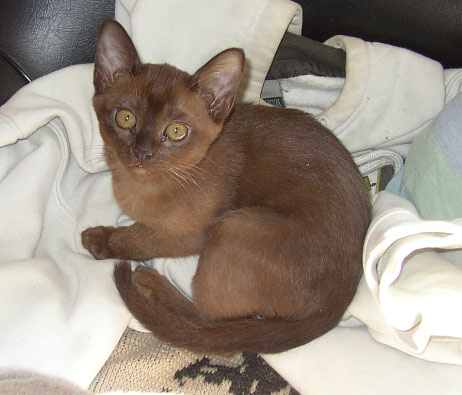 Kitten - Burmese brown