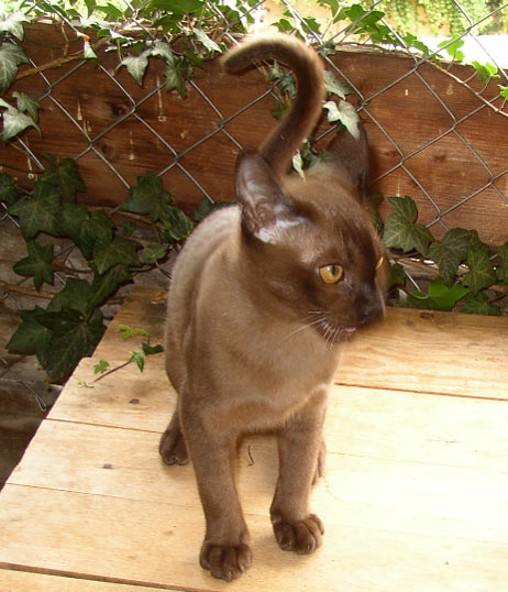 Burma-Katze im Freilaufgehege