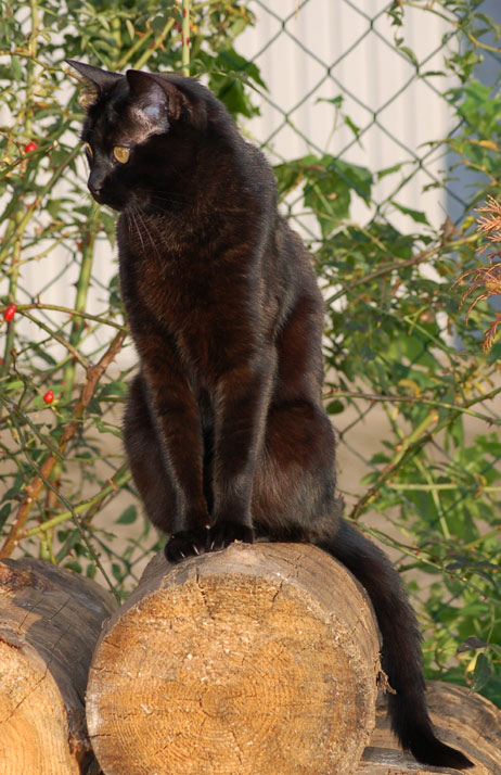 schöne schwarze Katze