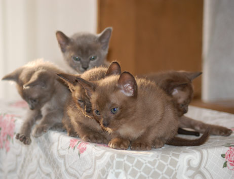 fünf Burma Kitten