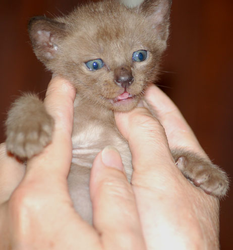 Burma Kitten brown - braun