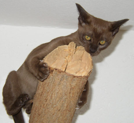 Katze auf Baumstamm