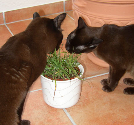 Katzengras