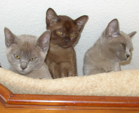 Burma-Kitten braun und blau