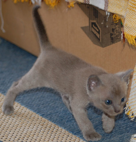 Kitten in blue