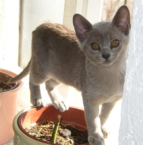 Burmakatze in blau