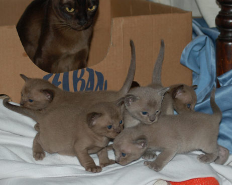 fünf Burma Kitten fünf Burma Kitten