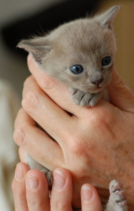 Burma Kitten blau