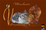 American Wirehair