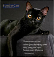 BombayCats von NeuHeidebergen