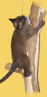 Burma Katze am Natur Kratzbaum