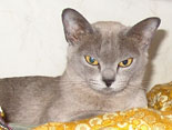 Burmese blue