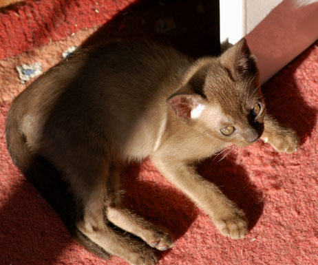 Burma Kitten 10 Wochen alt