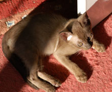 Kitten, Burmakaterchen braun