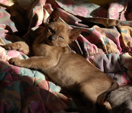 Burma Kitten brown - junges Katerchen mit sehr guten Anlagen