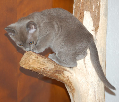 Burmakitten blau auf Echtholz - Kratzbaum