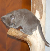 Burmakatze, Kitten blue