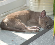 Kitten, Burmese blue