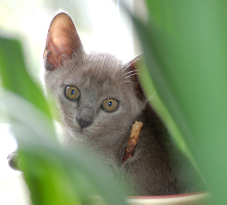 Burma Kitten blau (blue)