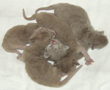 neugeborene Burma Kitten