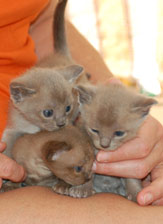 drei Kitten