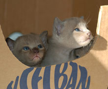Kitten, braun und blau