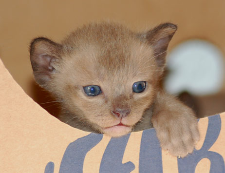 Burma Kitten
