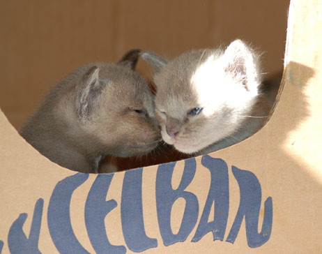 zwei kleine Burmesen Kitten