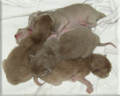 Kitten 48 Stunden alt in ihrer Wurfkiste