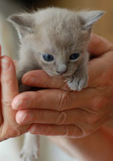 Kitten blue