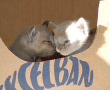 drei Wochen alte Burma Kitten