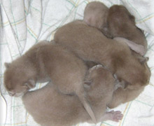 fünf burma kitten