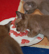 Kitten beim Fressen