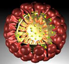 Modell eines Coronavirus