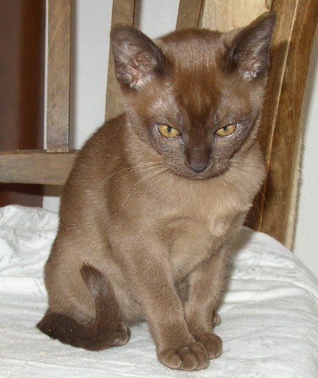 Burma-Kitten braun