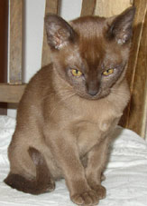 Burmese Kitten brown