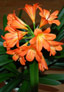 Clivia miniata (Riemenblatt)