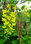 Gemeiner Goldregen (Laburnum anagyroides)