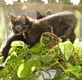 Katzen im Blumenfenster