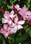 Oleander (Nerium oleander)