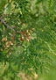 Abendländischer Lebensbaum (Thuja occidentalis)